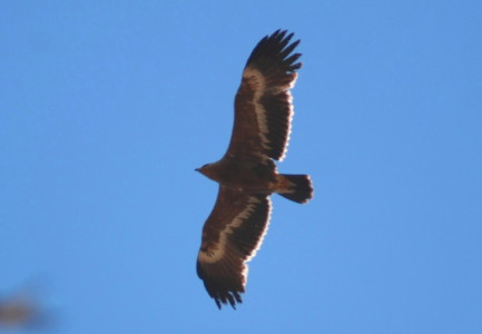 Steppe Eagle