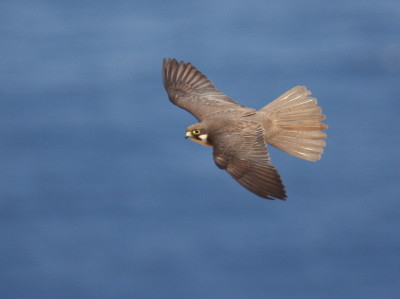 Eleonora's Falcon
