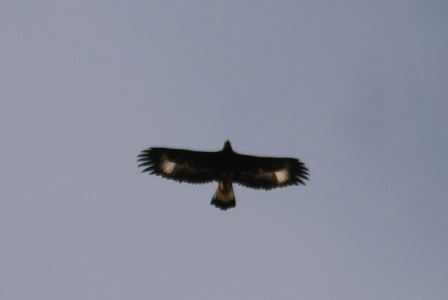 Golden Eagle