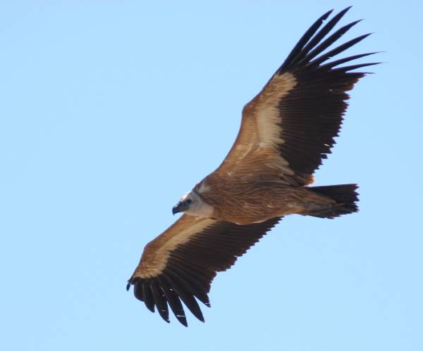 Griffon Vulture