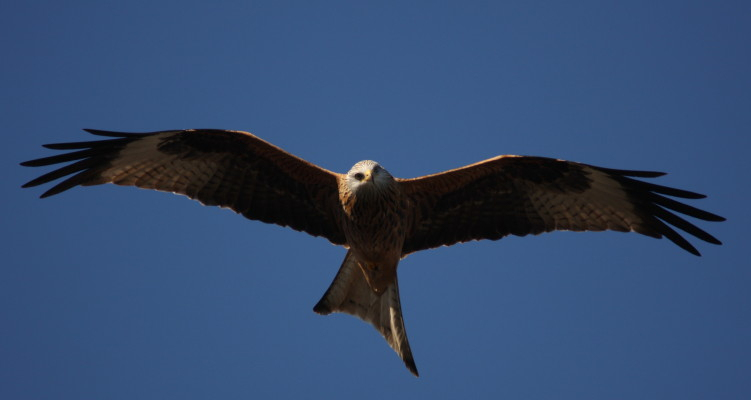 Red Kite