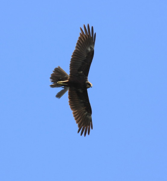 Marsh Harrier