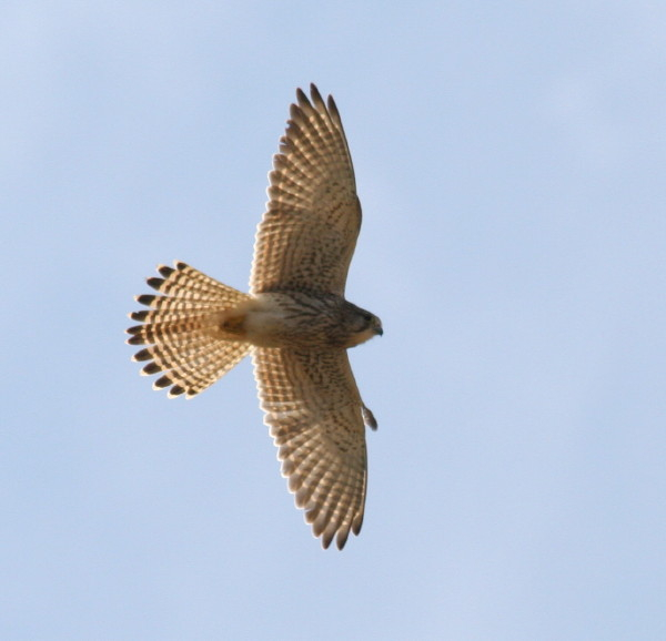 Kestrel