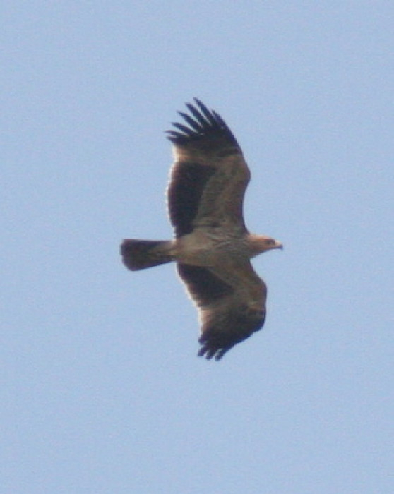 Eastern Imperial Eagle
