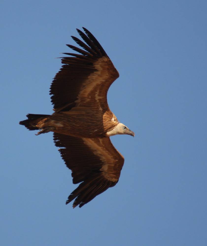 Griffon Vulture