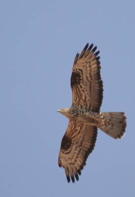 Honey Buzzard