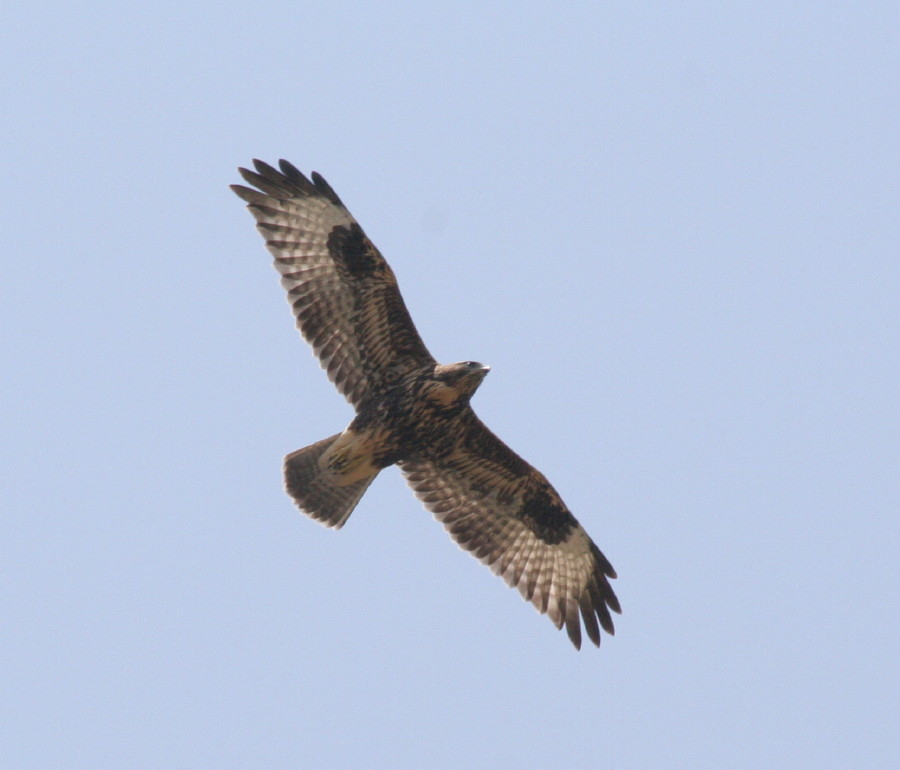 Common Buzzard
