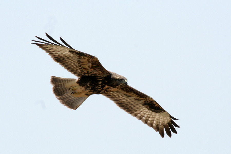 Common Buzzard
