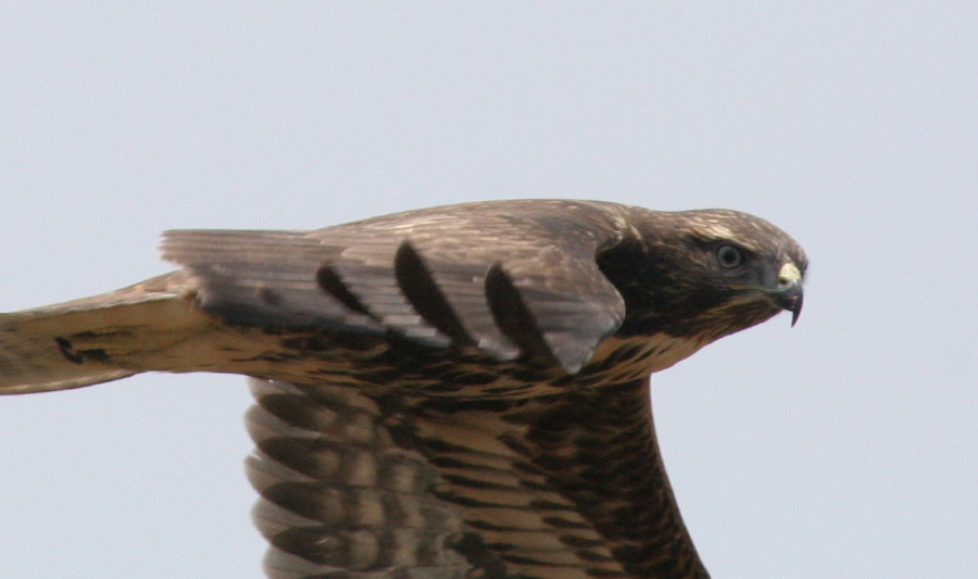 Common Buzzard