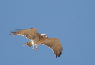 Short-toed Eagle