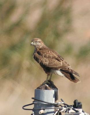 Common Buzzard