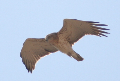 Short-toed Eagle