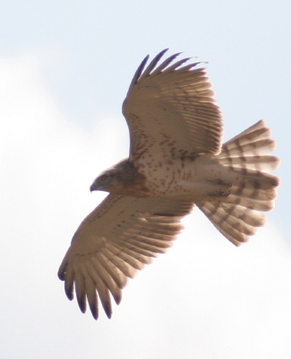 Short-toed Eagle