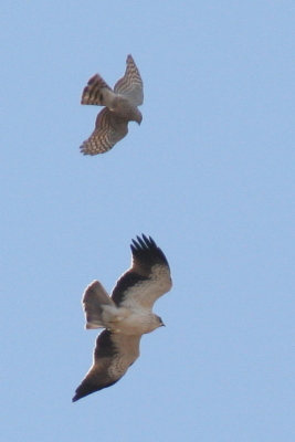 Pale morph Booted Eagle & Sparrowhawk