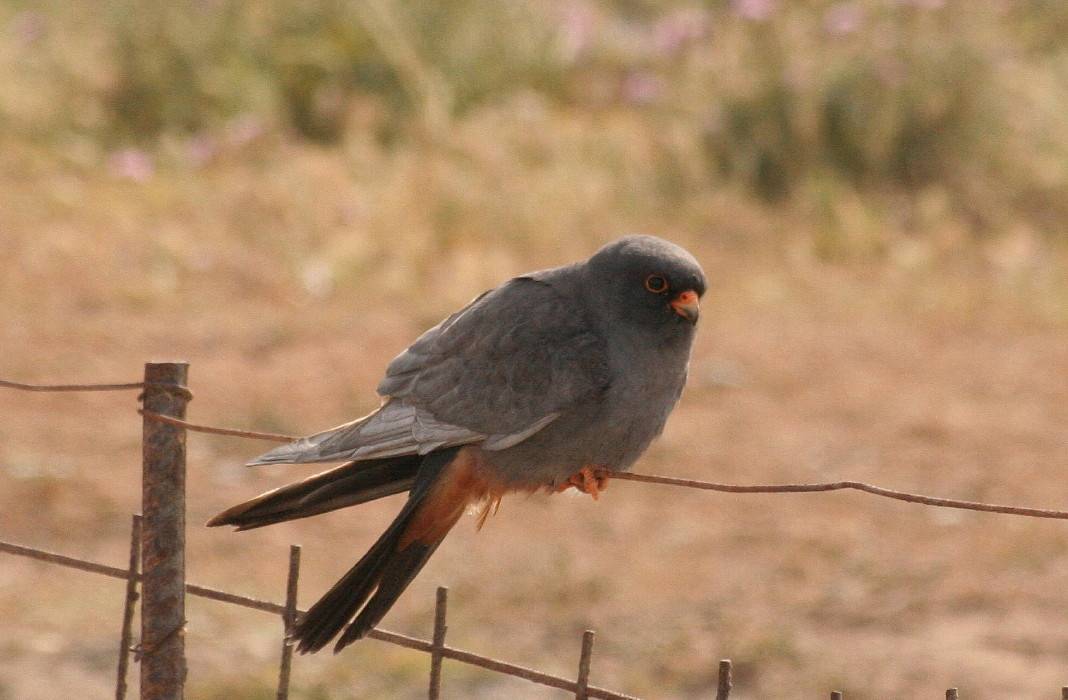 Red-footed Falcon