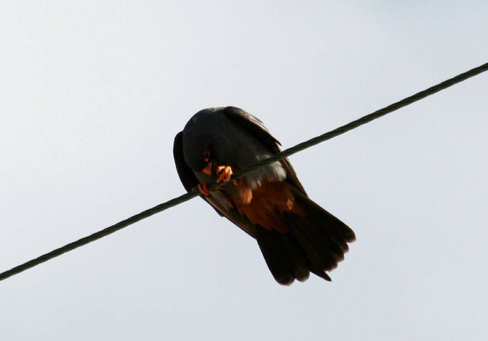 Red-footed Falcon