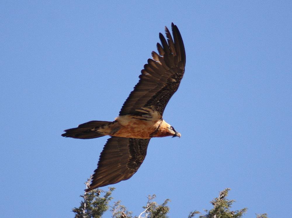 Lammergeier