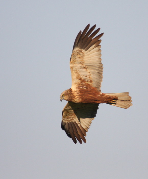 Marsh Harrier