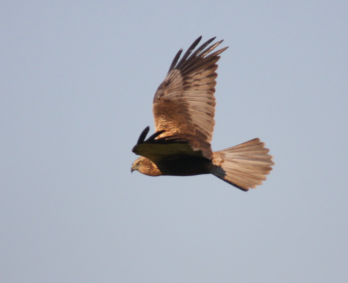 Marsh Harrier