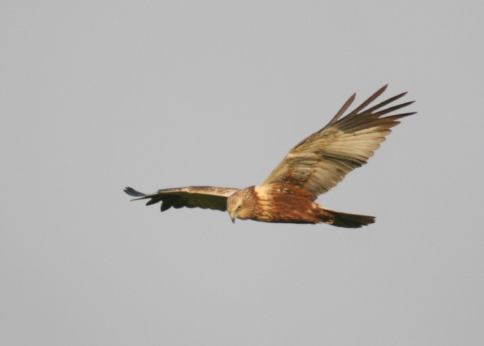 Marsh Harrier