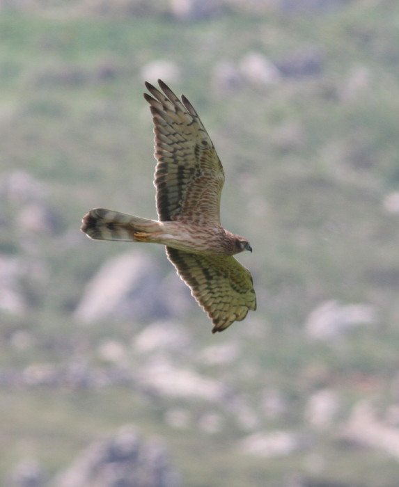 Montagu's Harrier