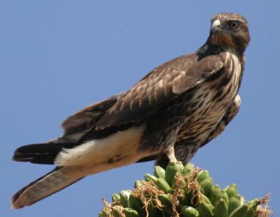 Common Buzzard