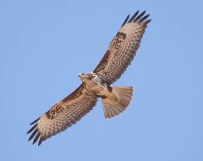 Common Buzzard