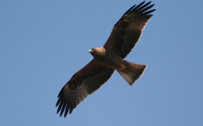 Dark morph Booted Eagle