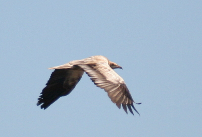Egyptian Vulture