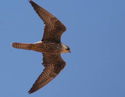 Eleonora's Falcon