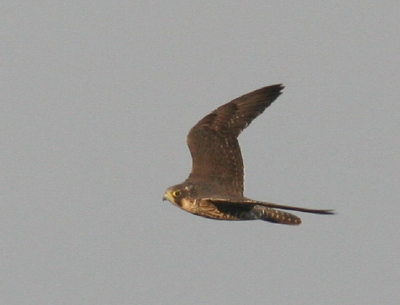 Peregrine Falcon