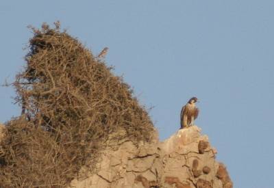 Peregrine Falcon & Chaffinch !