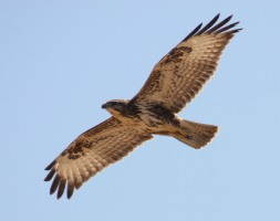 Common Buzzard
