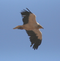 Egyptian Vulture