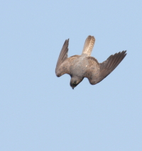 Eleonora's Falcon