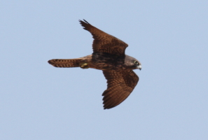 Eleonora's Falcon