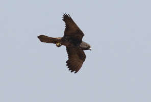 Eleonora's Falcon
