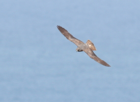 Eleonora's Falcon