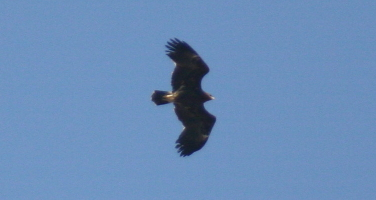 Greater Spotted Eagle