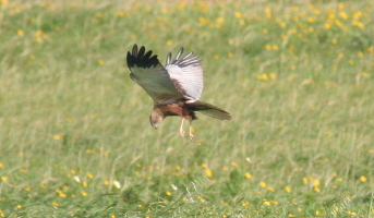 Marsh Harrier