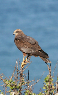 Marsh Harrier