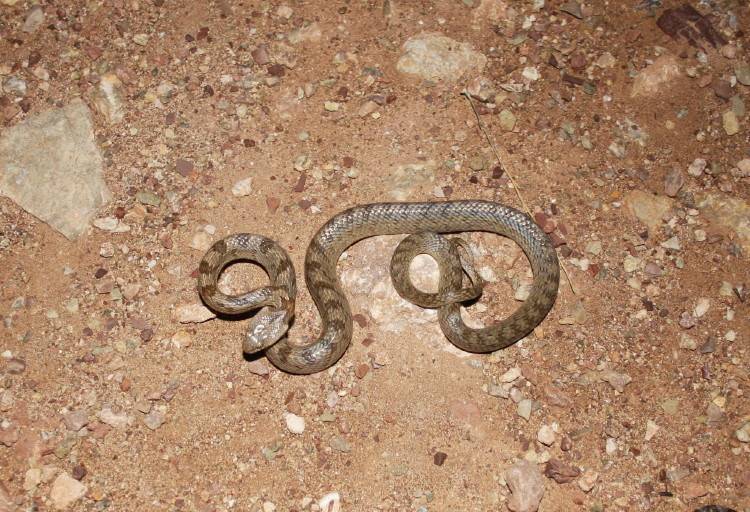 Cat Snake