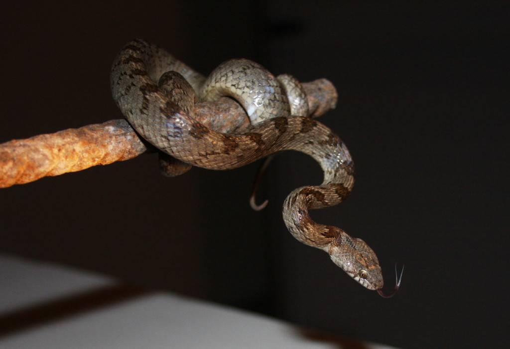 Cat Snake