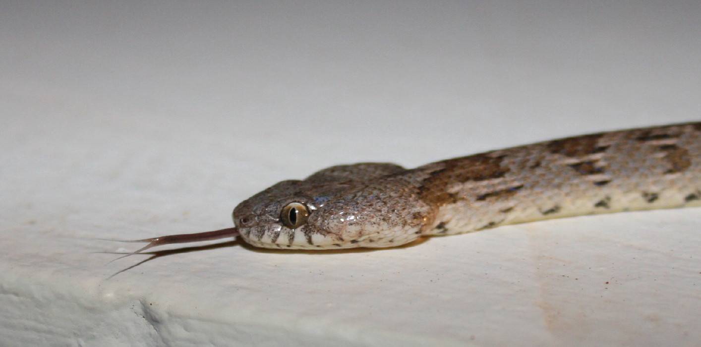 Cat Snake