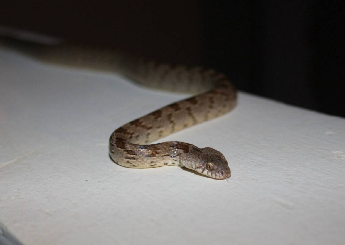 Cat Snake