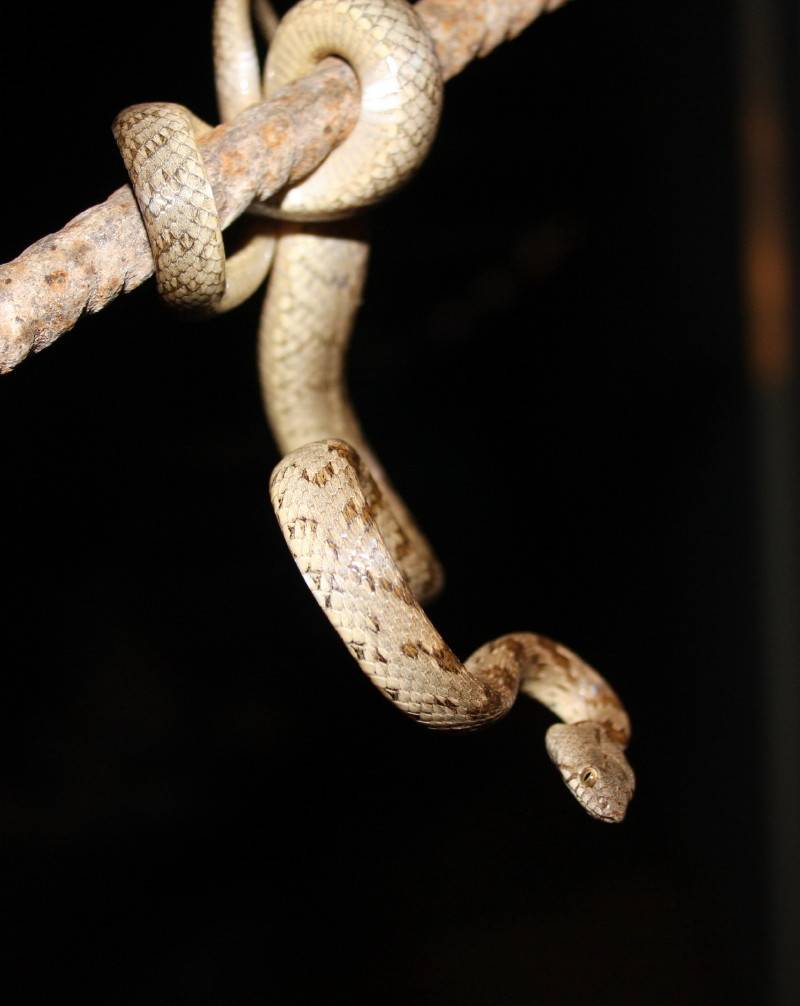 Cat Snake