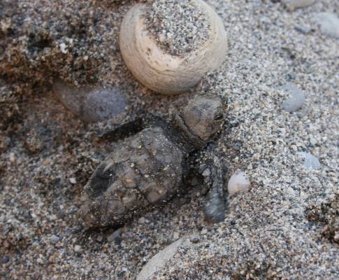 Loggerhead Turtle