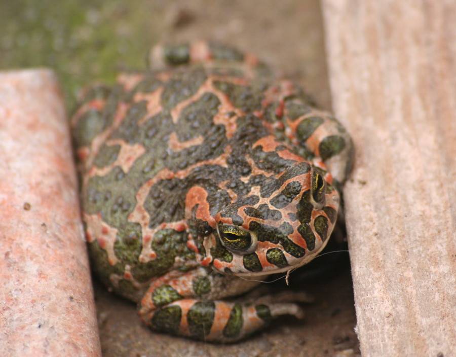Green Toad.....