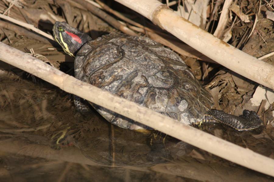 Stripe-necked Terrapin