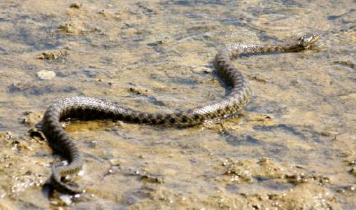 Dice Snake